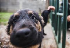 Zalutali u Vodovod: Pet psića traži svoj dom